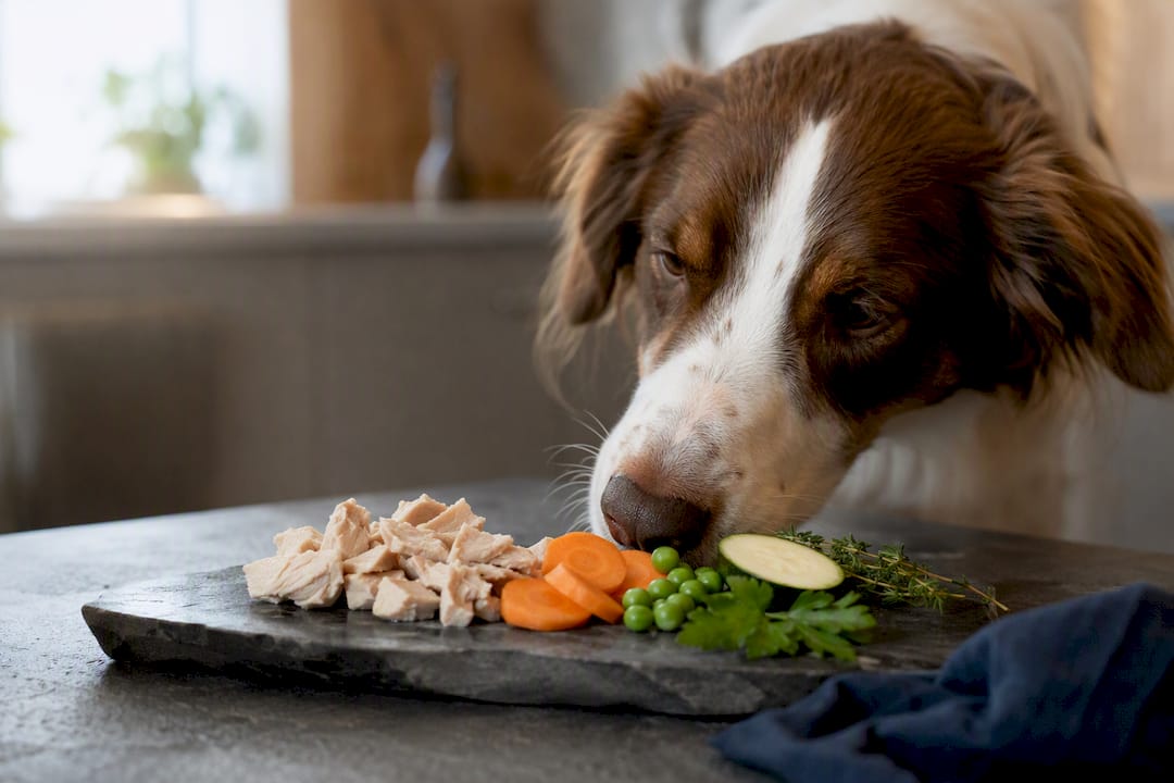 Hund tjekker synligt rene råvarer