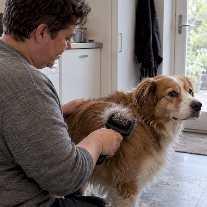 Hunden bliver børstet i fældningsperioden