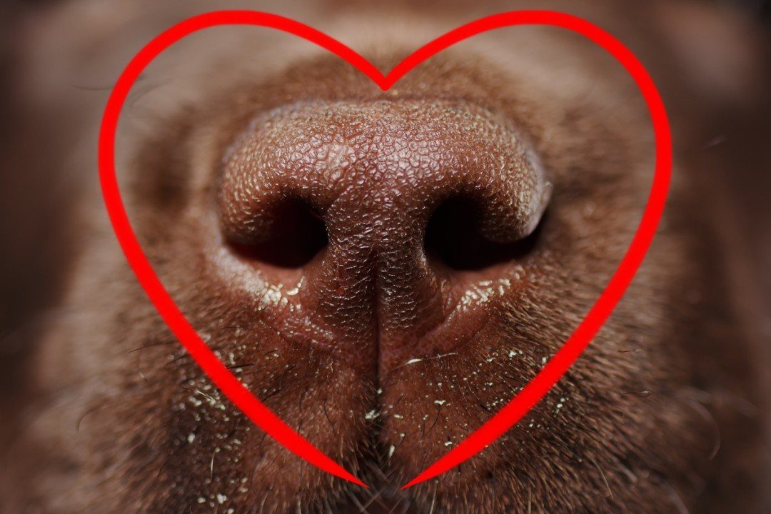 5 grunde til at give din hund B-vitamin kompleks