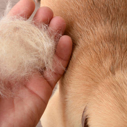 Hvorfor fælder min hund meget? – Og hvad kan jeg gøre ved det?