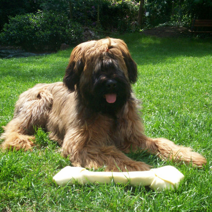 Alt hvad Du Skal Vide om Briard & Briard Hvalpe