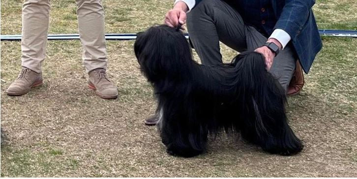 En dag i mit liv: Min 2 årige Tibetanske Terrier Gunhilld med fantastisk pels!?