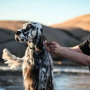 Guide til det perfekte bad - Cocker Spaniel