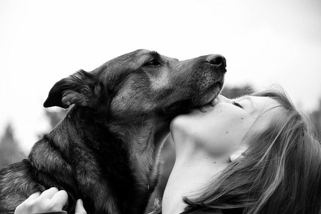 Min hund fælder pludselig meget: Hvad betyder det, og hvordan kan du hjælpe din hund?