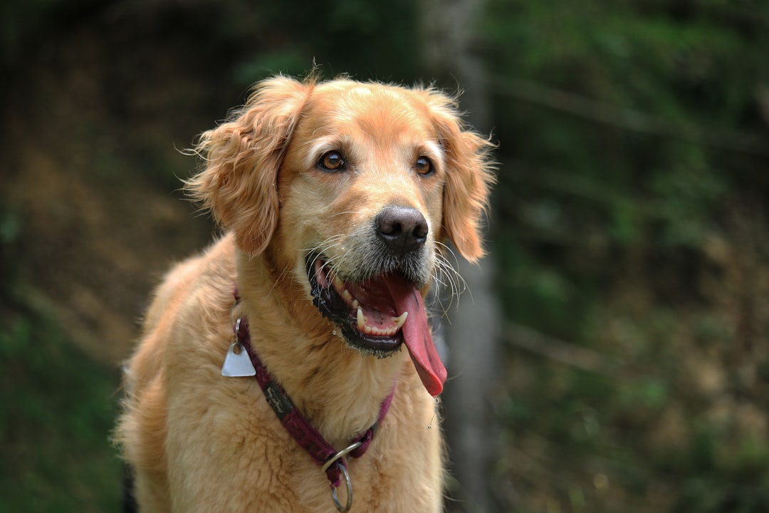 De 5 Bedste Tyggeben til Hund fra Riverwood