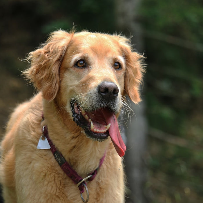 De 5 Bedste Tyggeben til Hund fra Riverwood
