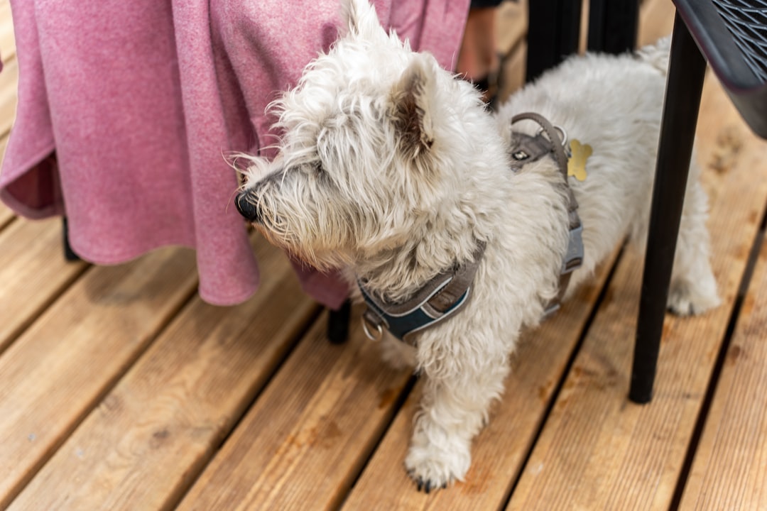 10 grunde til at vælge tyggeben fra Riverwood til din hund