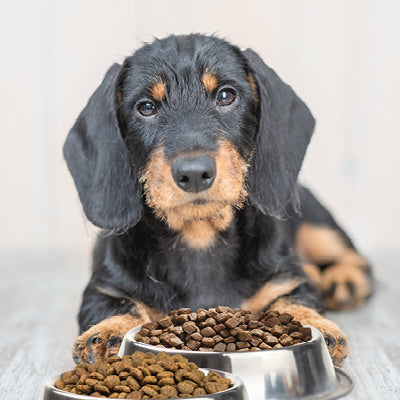 Succesfuldt foderskift til din hund - Sådan!