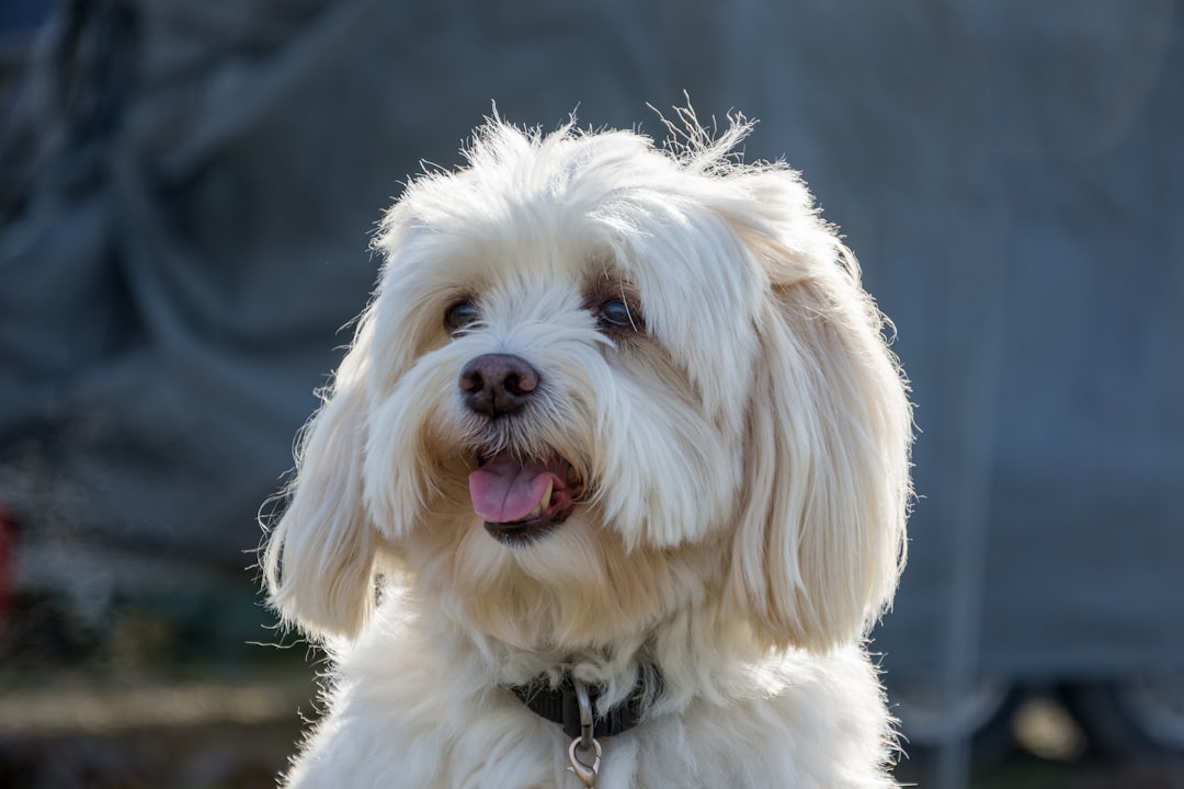 5 Tips til Hunde Tandpleje: Sådan Fjerner du Tandsten Selv