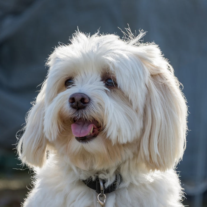 5 Tips til Hunde Tandpleje: Sådan Fjerner du Tandsten Selv